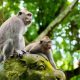 Monyet-monyet di Monkey Forest Sangeh, Ubud, Bali, berkeliaran dengan bebas. (goodnewsfromindonesia.com)