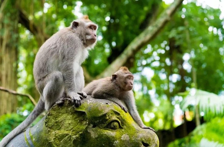 Monyet-monyet di Monkey Forest Sangeh, Ubud, Bali, berkeliaran dengan bebas. (goodnewsfromindonesia.com)